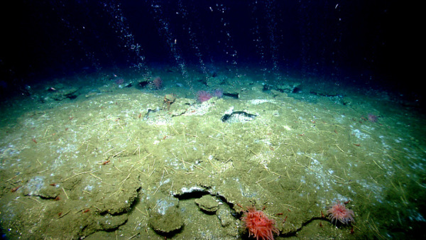 Plumas de metano no oceano foram descobertas ao largo da costa leste dos EUA e no Mar de Laptev pela expedição SWERUS C3, Essas emissões incluem quase sempre reservas de clatratos destablizadas. Fonte da imagem: Nature Geoscience